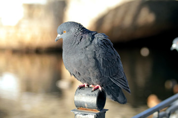 pigeon in the park