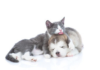 Fototapeta na wymiar Malamute puppy with a kitten on white background