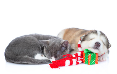 Malamute puppy with a kitten on a white background in a Christmas theme
