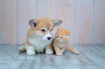 Fototapeta na wymiar Pembroke Welsh Corgi puppy and kitten together