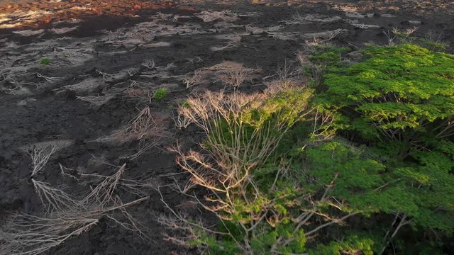 aerial of burned and dead trees on top of fresh lava flow in puna Hawaii