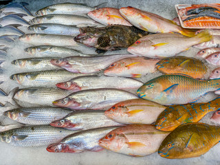 Assorted fish good arrangement frozen on ice at seafood market