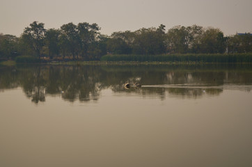 Obraz na płótnie Canvas Pelican floating in the lake