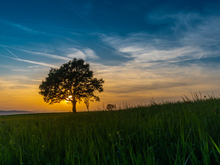 Fototapeta na wymiar Solitärer Baum im Sonnenuntergang