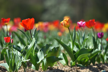 Red tulip grows on a sunny day. Text space and tulip in the garden