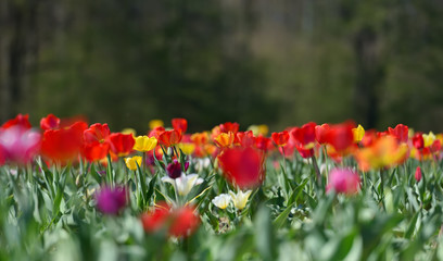 Field in Germany with multicolor tulips on a sunny April day, with text space