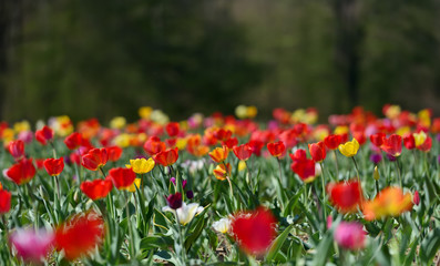 Field in Germany with multicolor tulips on a sunny April day, with text space