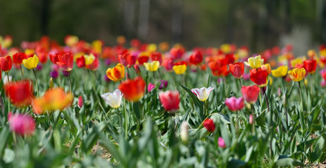 Field in Germany with multicolor tulips on a sunny April day