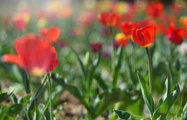 Beautiful red tulip in the home garden on a sunny day with text space
