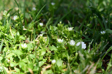 green grass with water drops of dew