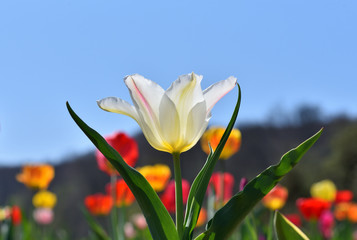 Fototapeta premium Tulip growing out of the ground on a sunny day. White tulip grows in the ground in spring
