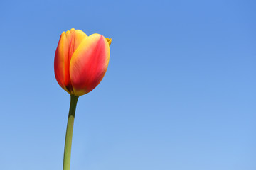 Fresh and bright two-tone yellow-red tulip against a blue sky, with text space, closeup