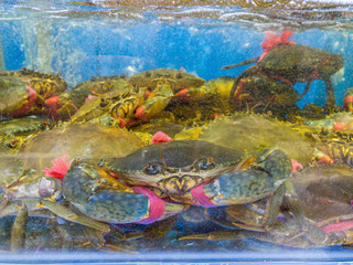 Naklejka na ściany i meble Alive crab in water tank for sale at seafood supermarket