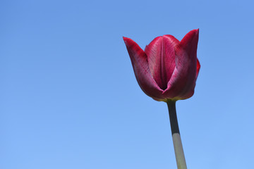 Fresh and bright lilac tulip against a blue sky, with text space, closeup