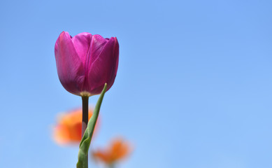 Fresh and bright lilac tulip against a blue sky, with text space, closeup