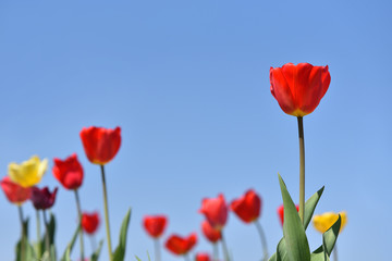 Beautiful red tulip on a background of blue sky and other tulips
