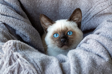 Pet animal; cute siamese kitten