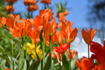 Fototapeta premium Beautiful fresh and bright red tulips in the home garden on a Sunny day. Close up