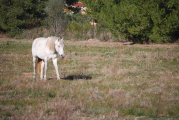 Obraz premium White Horse in Field Portrait