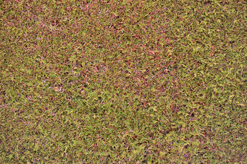 The texture of the smooth surface of thuja trimmed. Bright texture of thuja coniferous shrub