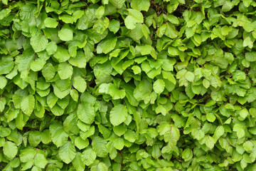 Beautiful and bright texture with hedge foliage in spring in April