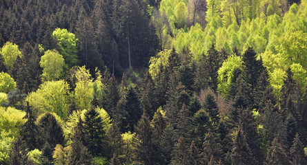 Spring landscape with mixed forest on a hill, coniferous trees and deciduous growth together in the forest Schwarzwald, Germany © pridannikov