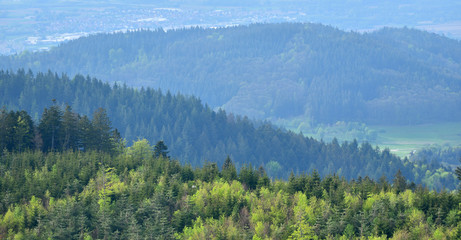 Picturesque landscape with coniferous forest and hills in the European forest of Schwarzwald, Germany. The concept of ecology, tourism