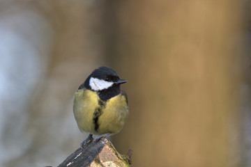 Great tit is a small woodland bird, Also can be found in Uk gardens.