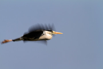 The portrait of grey heron in flight