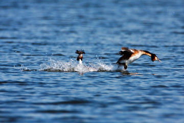 The great crested grebe mating dance on Crna Mlaka fishpond