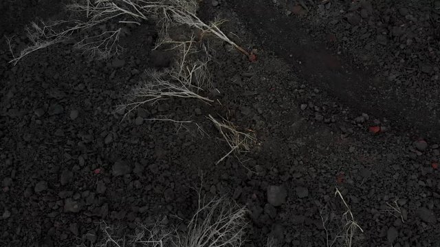 burned out trees in puna Hawaii from fresh lava flow scattered across the rock