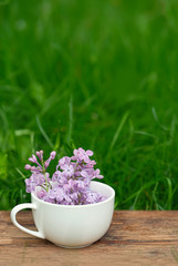 Obraz na płótnie Canvas lilac flower in cup on abstract green nature background. gentle spring season concept. template for design. copy space. soft focus