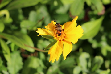 Bee on top of small bright yellow flower surrounded with dense green leaves in local home garden on warm sunny autumn day