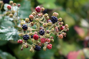 Blackberry red green and black unripe ripening and ripe edible fruits growing in large bunch at top of single branch surrounded with leaves in local home garden on warm sunny summer day