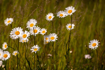Fototapeta premium many daisies in the field on a summer day in Russia. Holiday card, calendar