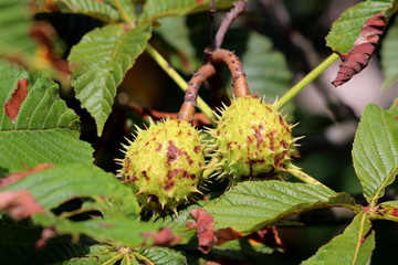 Chestnut deciduous tree branch with two closed light green spiny cupules called burr containing still unripe nuts surrounded with green to dark brown shriveled leaves growing in local home garden
