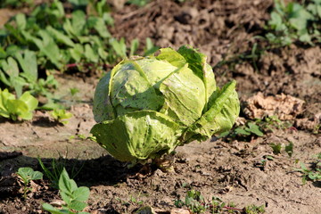 Cabbage or Headed cabbage leafy light green annual vegetable crop fully formed in form of cabbage head growing in local home garden surrounded with dry soil and other plants on warm sunny autumn day