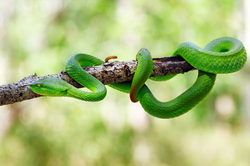 green viper snake, venomous and poisonous snake, trimeresurus albolabris