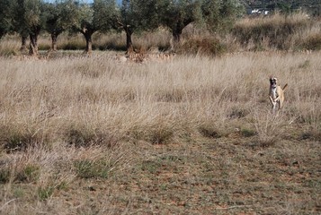 Dog Running in Grass Field