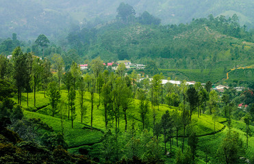 Tea plantation from hill country Sri lanka, green view