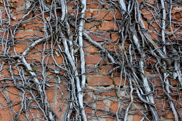 Completely dry without any leaves densely growing crawler plants on red bricks wall background wallpaper texture on warm sunny autumn day