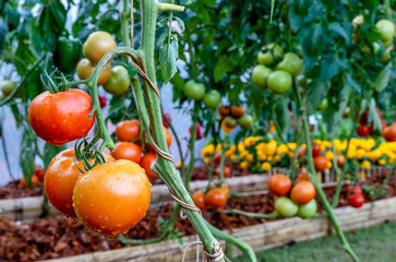 Fresh ripe red tomatoes grown in a greenhouse. Beautiful red ripe hanging on the vine of a tomato plant in the garden.