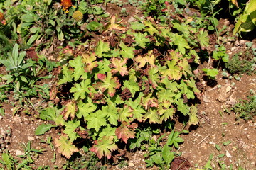Coral bells or Heuchera or Alumroot evergreen herbaceous perennial plant with palmately lobed light green to dark purple leaves on long petioles and thick woody rootstock