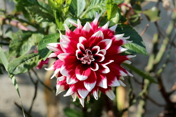 Dahlia bushy tuberous herbaceous perennial plant with large composite flower head with dark red and white central disc florets and surrounding ray florets surrounded with dark green leaves