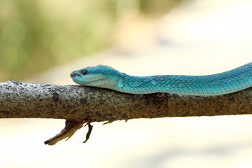blue viper snake, venomous and poisonous snake