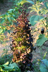 Dark green Lettuce or Lactuca sativa annual plant left in local home garden after picking to grow tall surrounded with other plants on warm sunny summer day