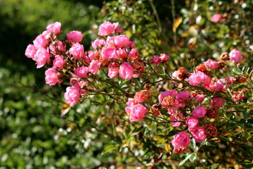 Densely growing bunches of very small fully open blooming and closed dry shriveled light pink flowers mixed with flower buds and dark green leaves growing in local home garden on warm sunny autumn day