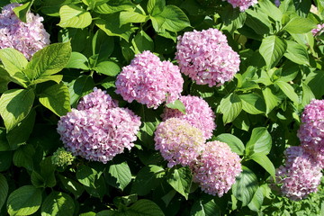 Densely planted Hydrangea or Hortensia flowering garden shrub with bunches of small pink flowers with pointy petals surrounded with thick green leaves background texture wallpaper growing in local
