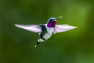 Fototapeta na wymiar Hummingbird(Trochilidae)Flying gems ecuador costa rica panama