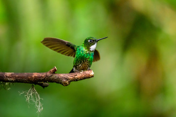 Hummingbird(Trochilidae)Flying gems ecuador costa rica panama